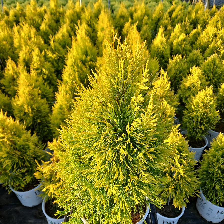 Thuja plicata Fluffy®