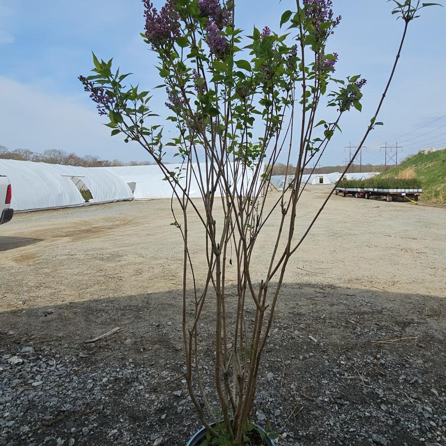 Syringa x hyd. Scentara® Double Blue