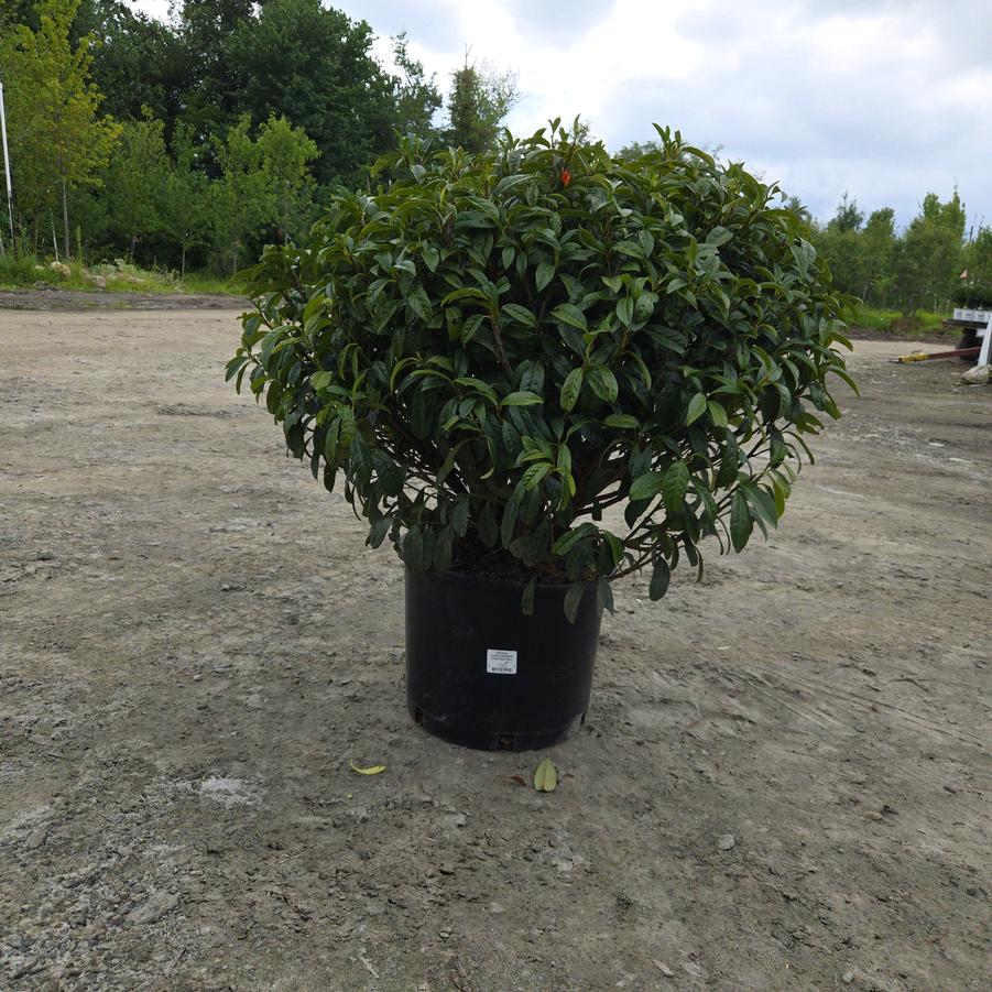 Prunus laurocerasus 'Chestnut Hill'