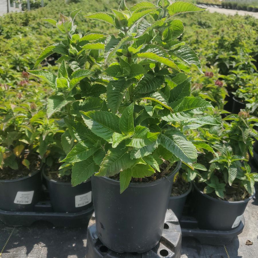 Monarda Bee-You® Bee Happy™