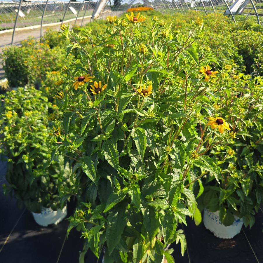 Rudbeckia triloba 'Blackjack Gold'