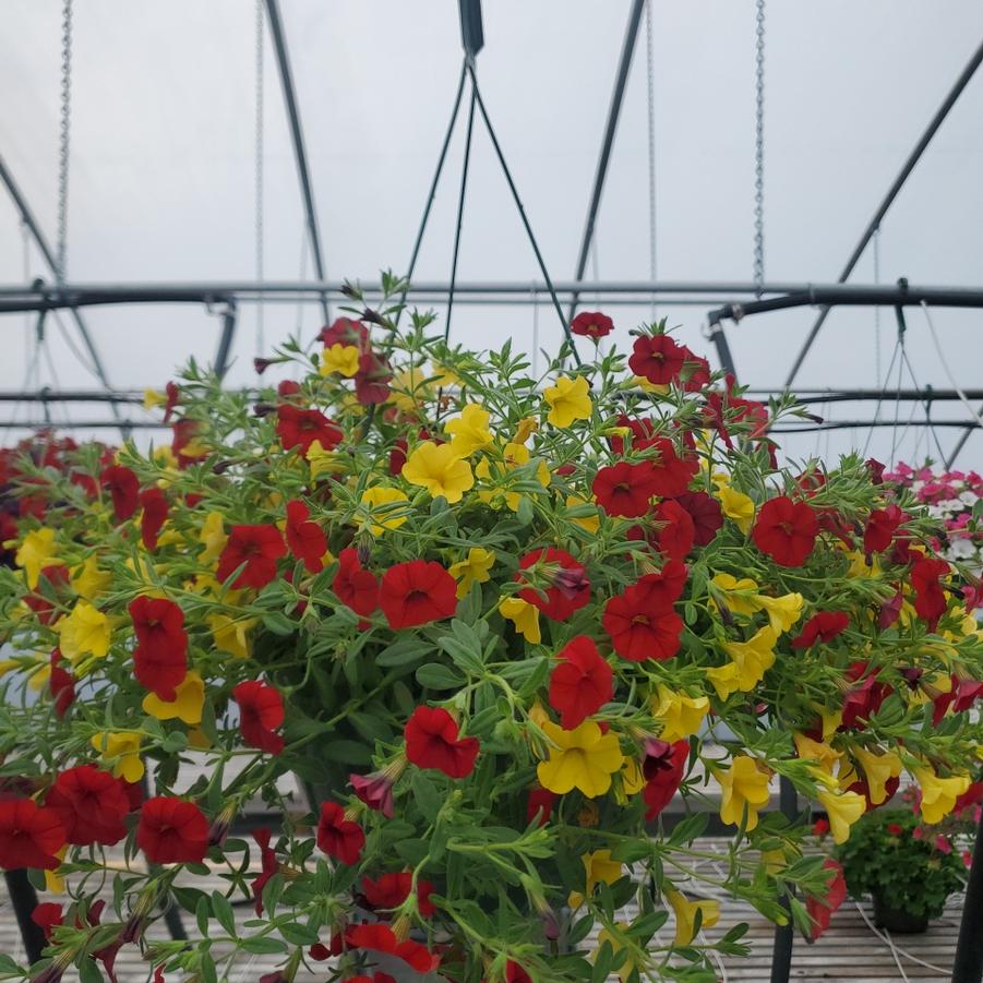 Calibrachoa Million Bells®