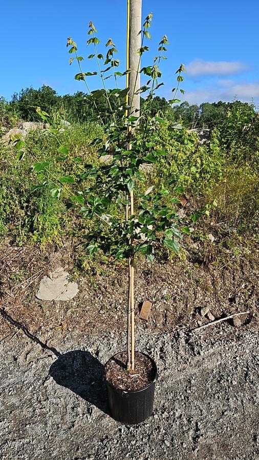 Acer rubrum Red Sunset®