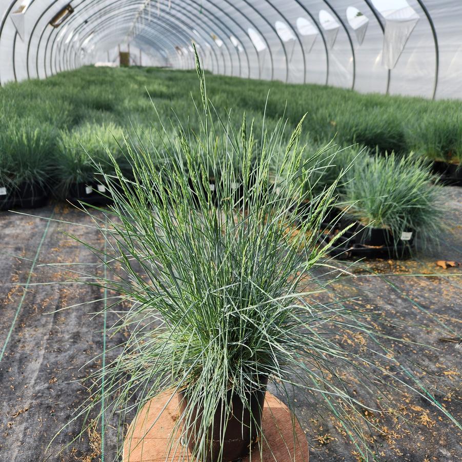 Festuca cinerca Elijah Blue