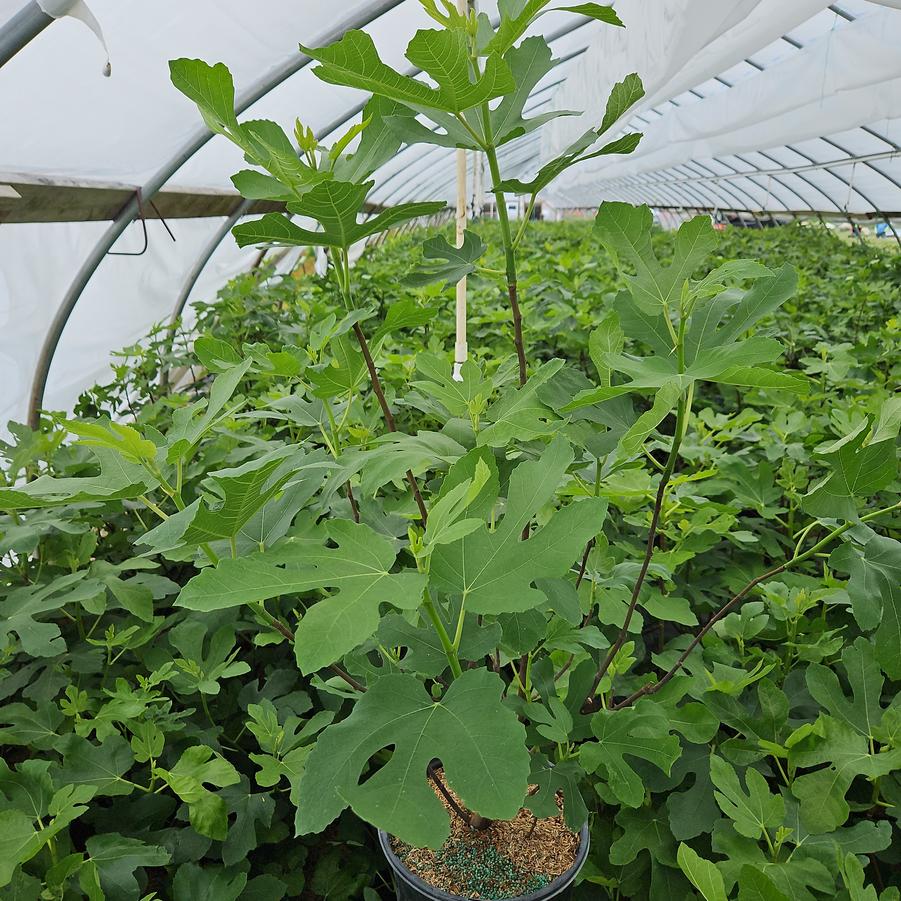Ficus carica Verns Brown Turkey