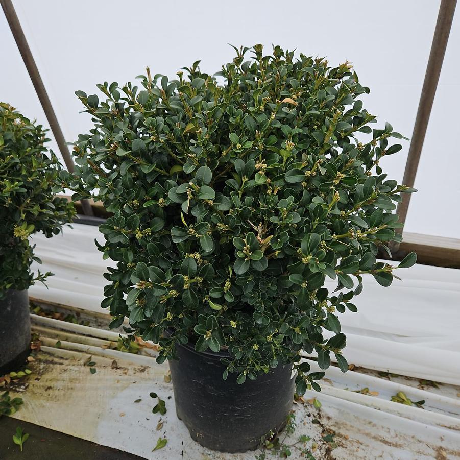 Buxus micro. jap. 'Green Beauty'