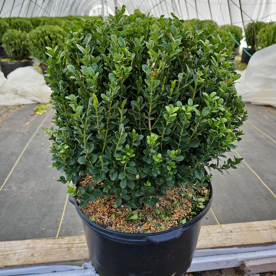 Buxus NewGen Freedom®