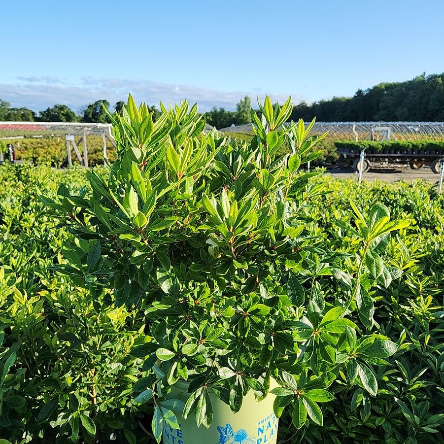 Azalea arborescens 