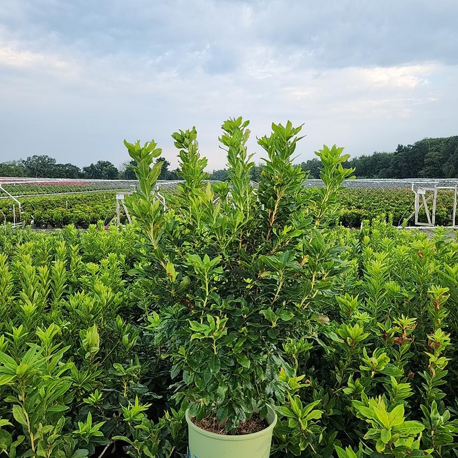 Azalea atlanticum 