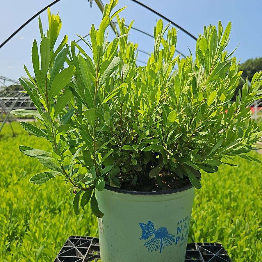 Myrica gale 'Lowboy'