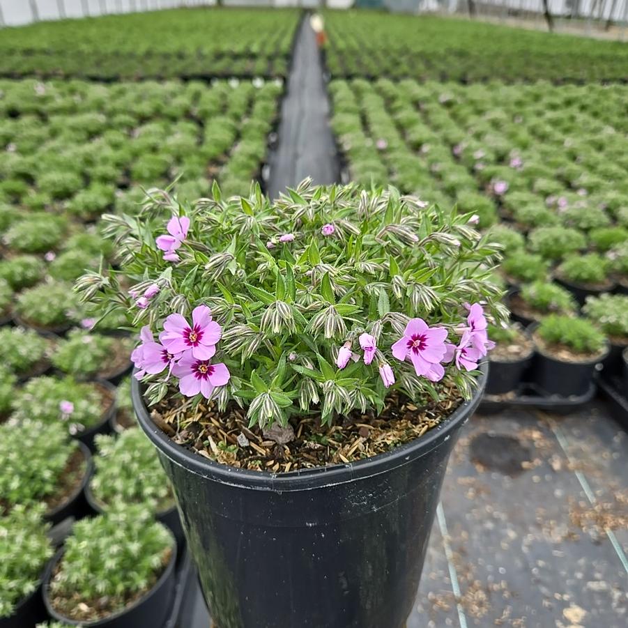 Phlox subulata 'Eye Candy'