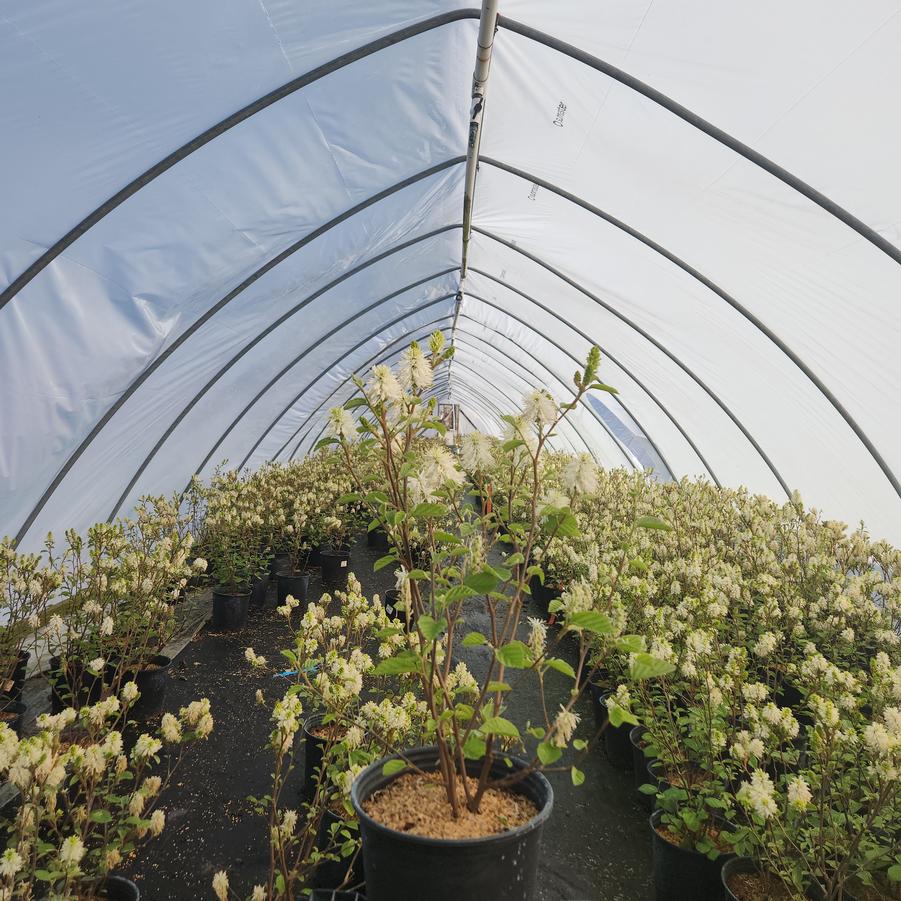 Fothergilla major 'Mount Airy'