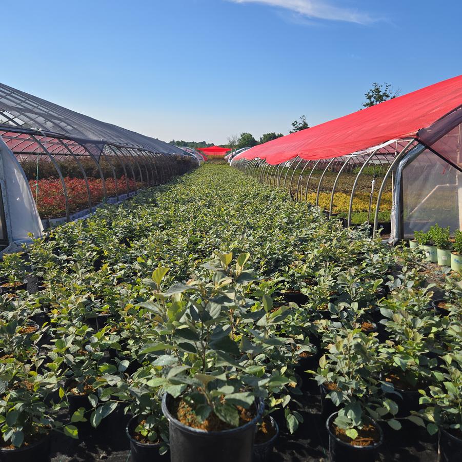 Fothergilla major 'Blue Shadow'