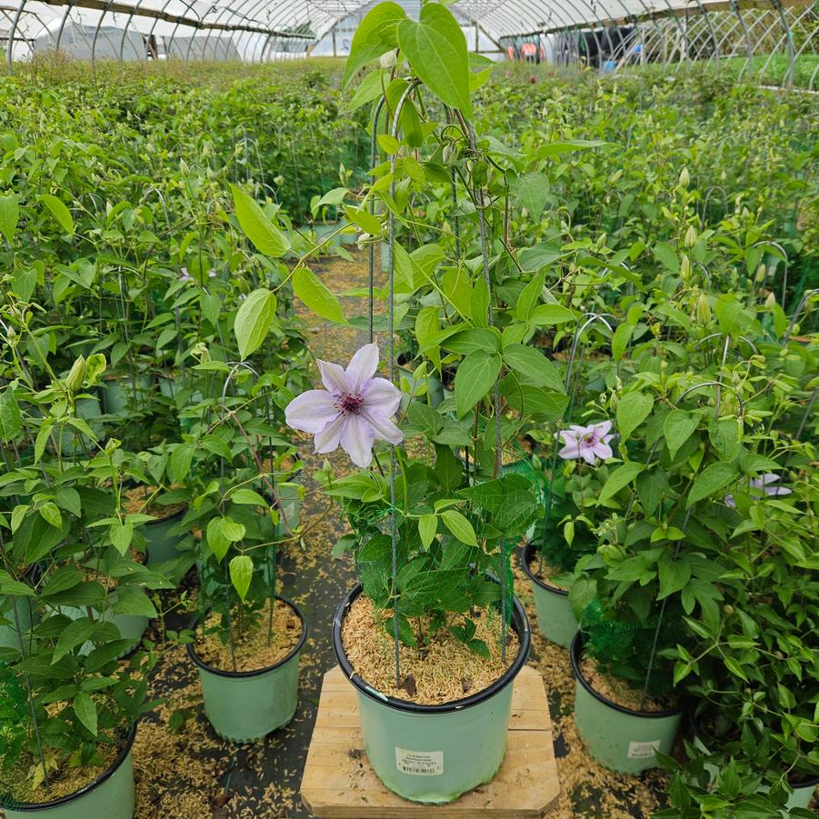 Clematis Bernadine™