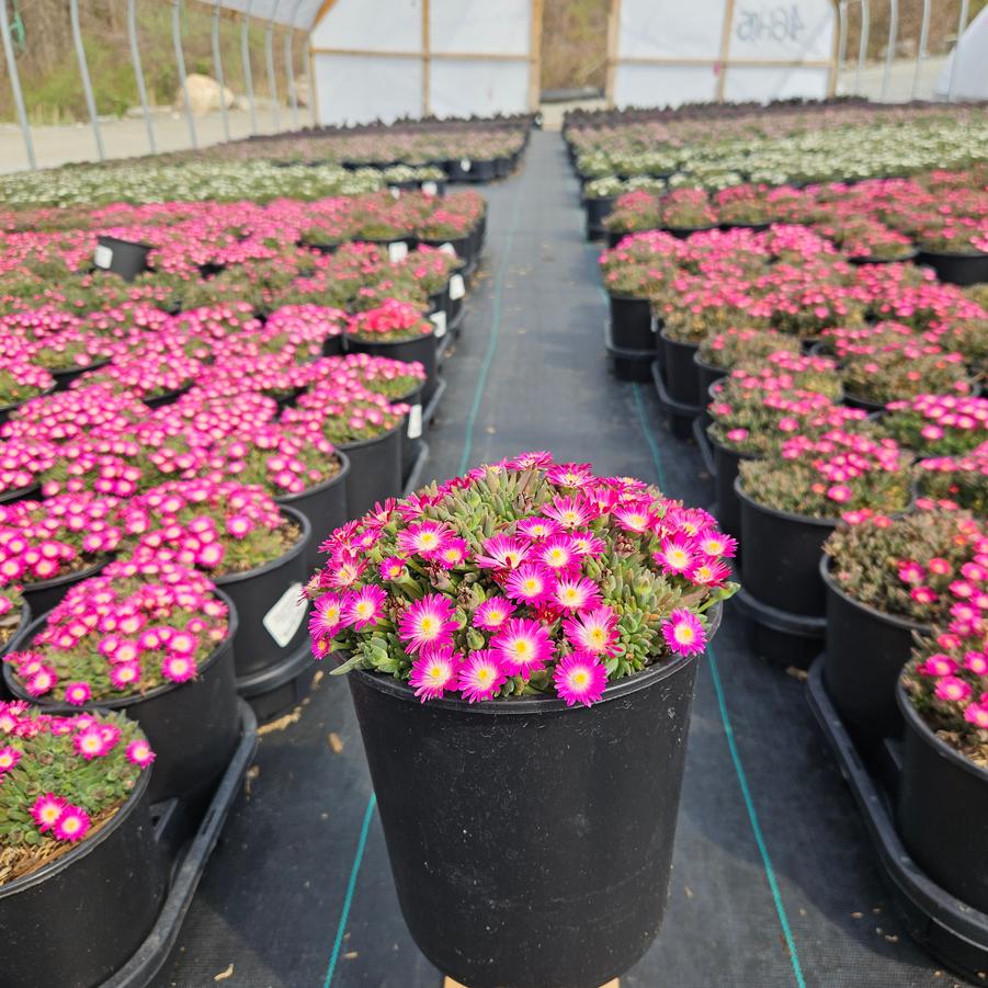 Delosperma Jewel of the Desert® Amethyst