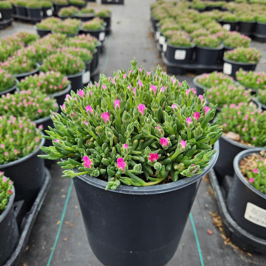 Delosperma cooperi 'Jewel of Desert Rosequartz'