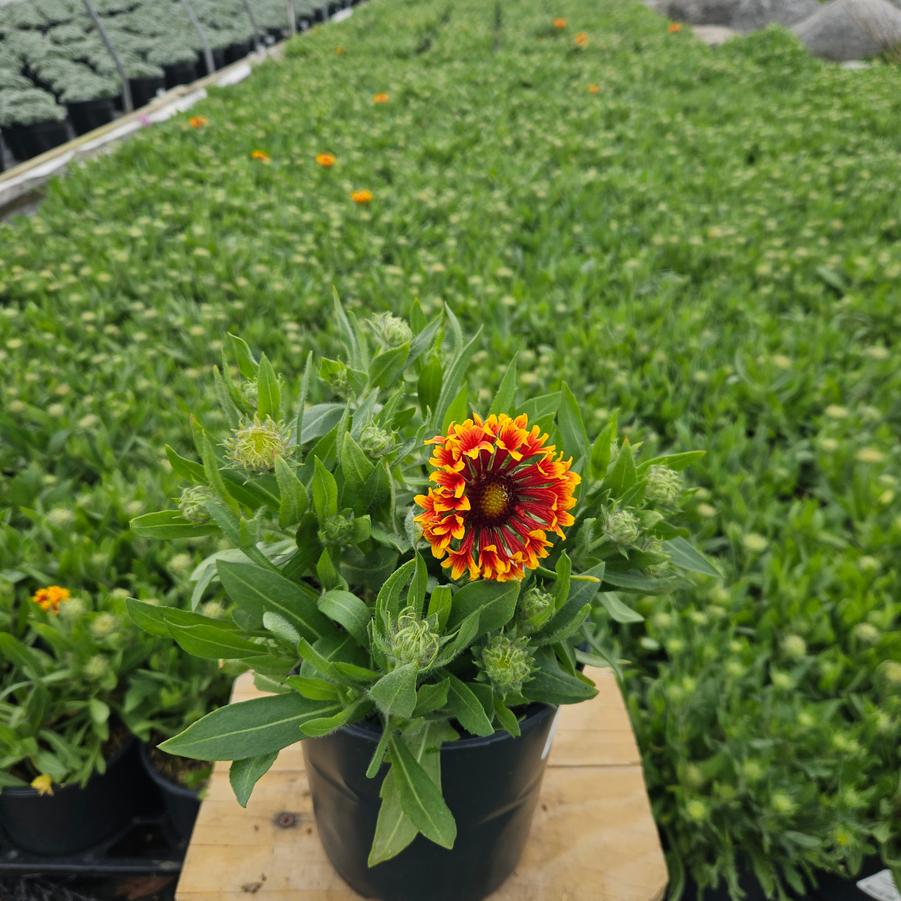 Gaillardia SpinTop® 'Mariachi Copper Sun'