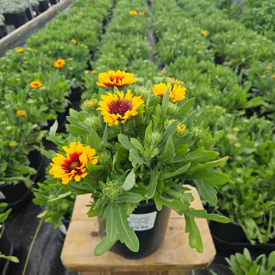 Gaillardia Spintop 'Red Starburst'