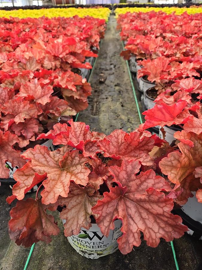 Heuchera hybrid Primo™ 'Peachberry Ice'