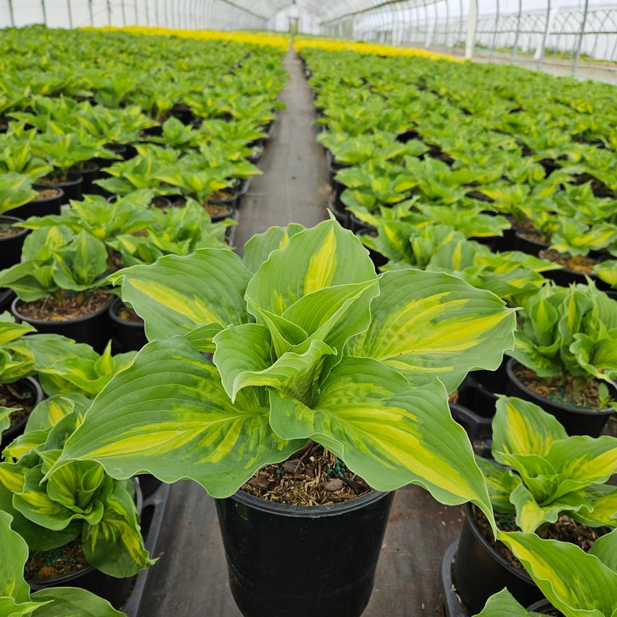 Hosta 'Lakeside Paisley Print'