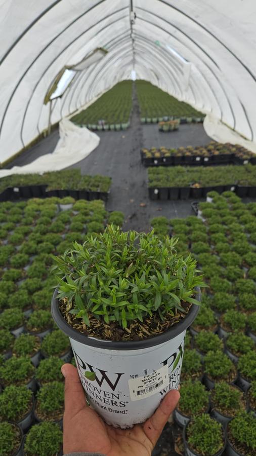 Phlox 'Magenta Sprite'
