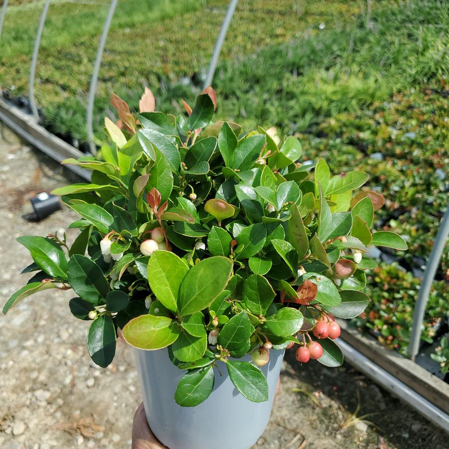 Gaultheria procumbens 
