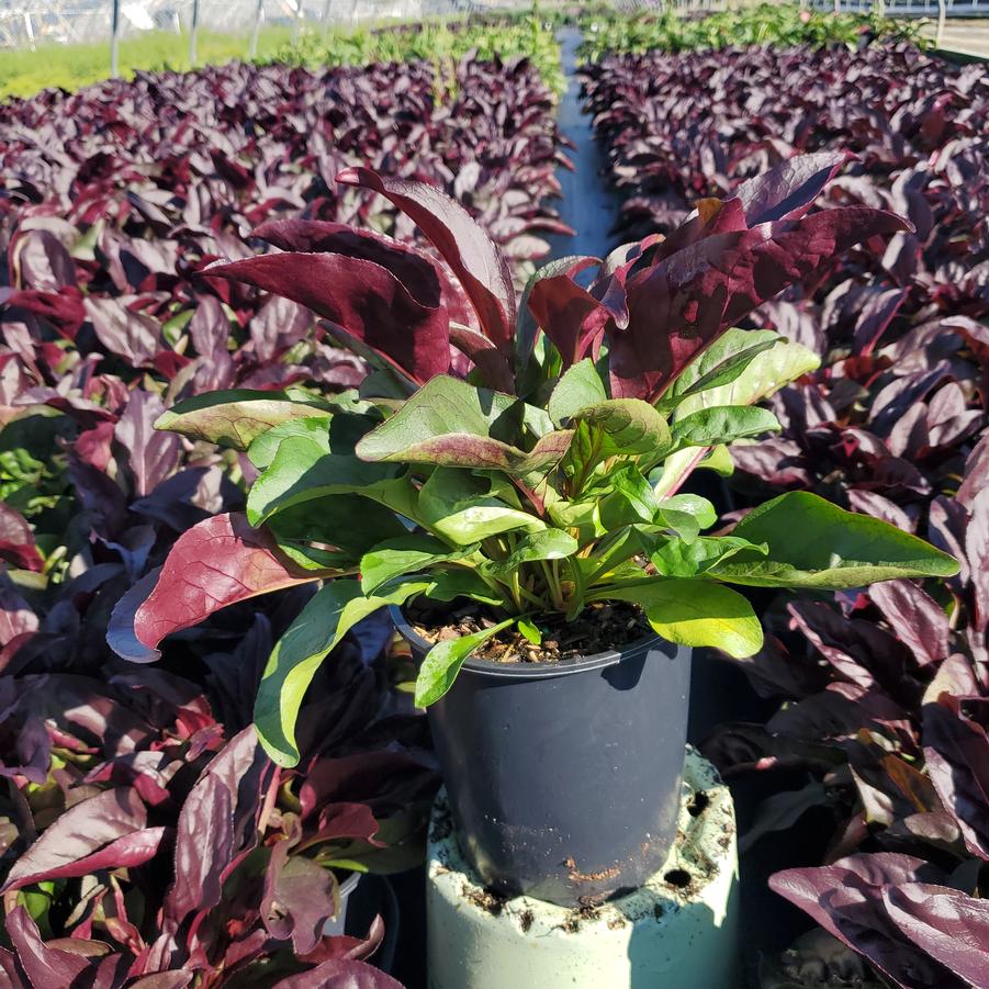 Penstemon Dakota™ Burgundy