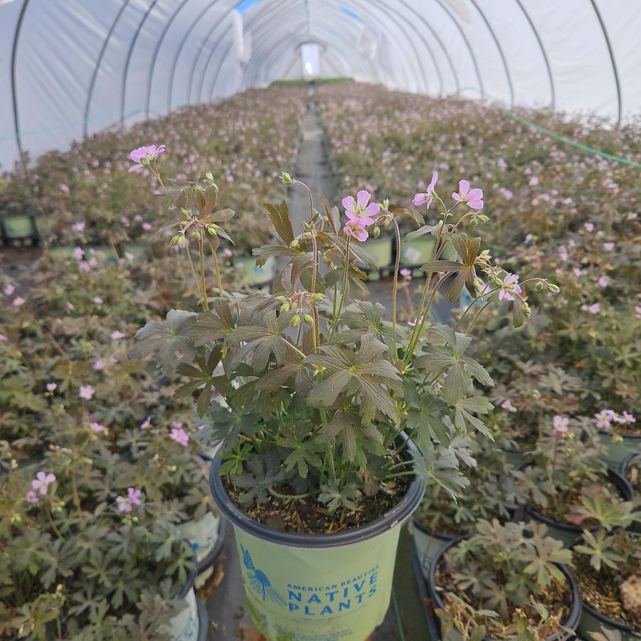 Geranium maculatum Espresso