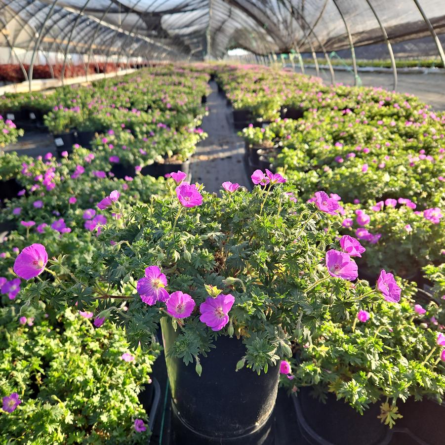 Geranium sanguineum 'Max Frei'
