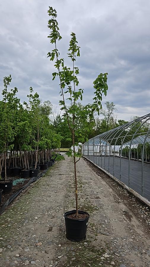 Acer saccharum 