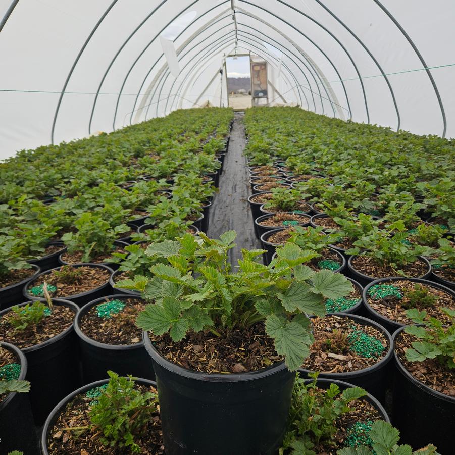 Geum Totally Tangerine™