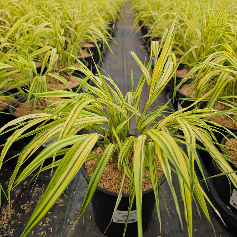 Hakonechloa macra 'Aureola'