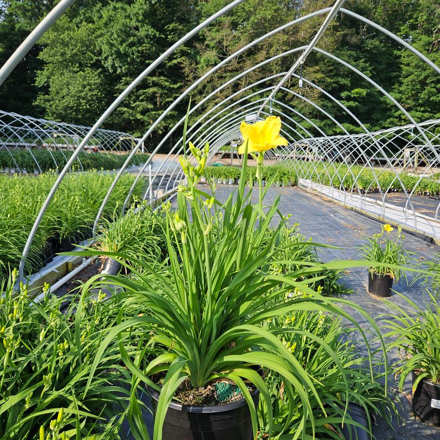 Hemerocallis Happy Returns