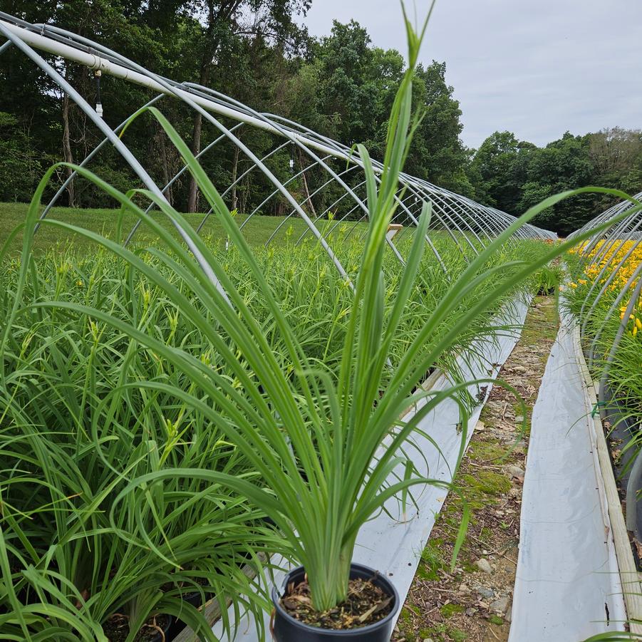 Hemerocallis Hyperion-Yellow
