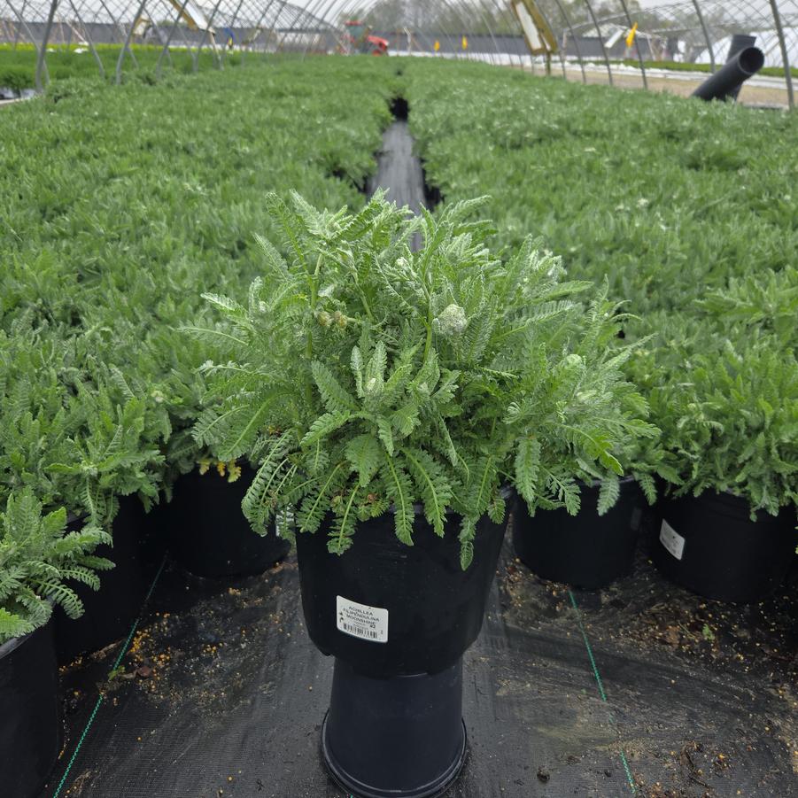 Achillea filipendulina 'Moonshine'