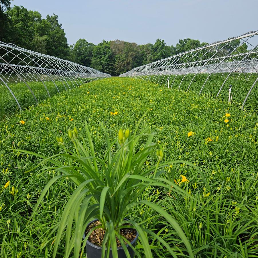 Hemerocallis Stella d'Oro