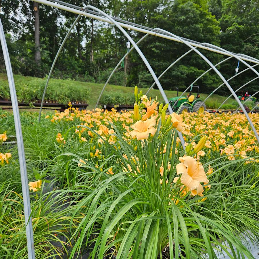 Hemerocallis Apricot Sparkles