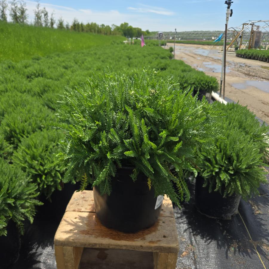 Achillea millefolium 'Pink Grapefruit'