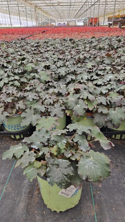 Heuchera villosa 'Bronze Wave'
