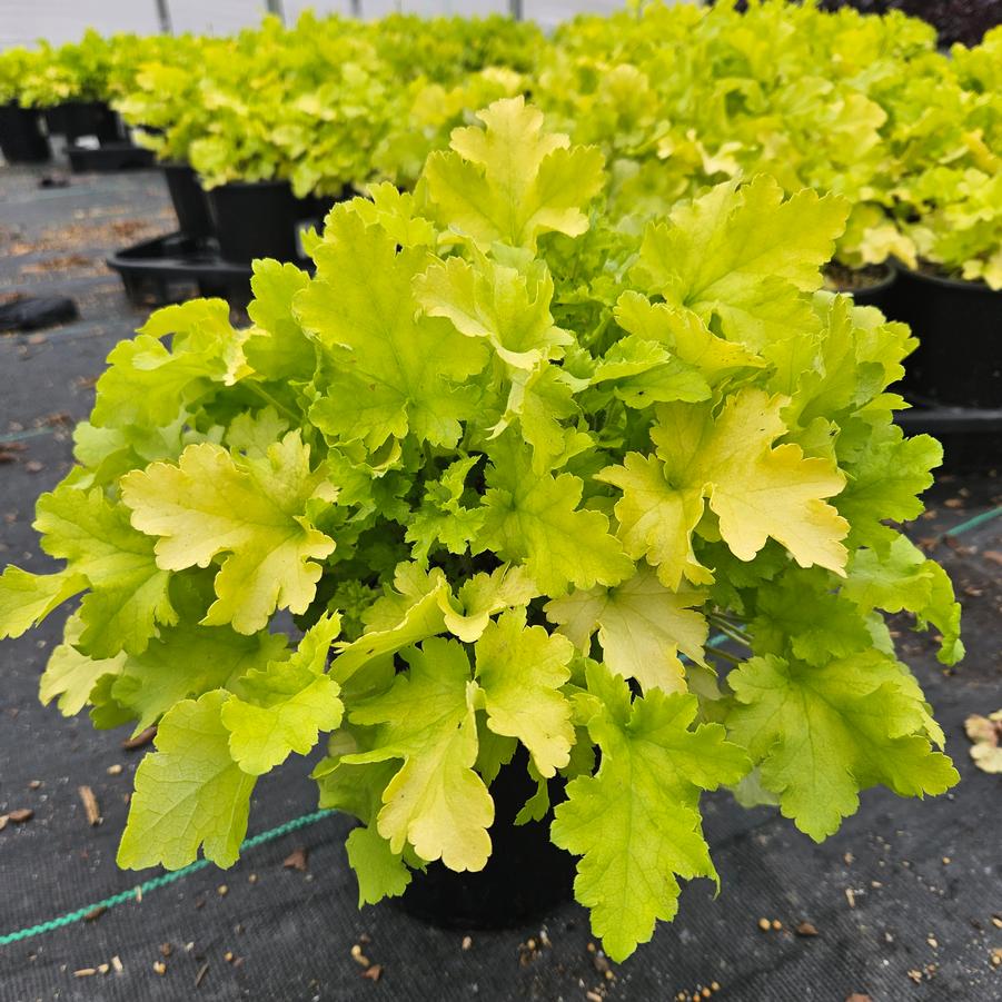 Heuchera 'Lime Marmalade'