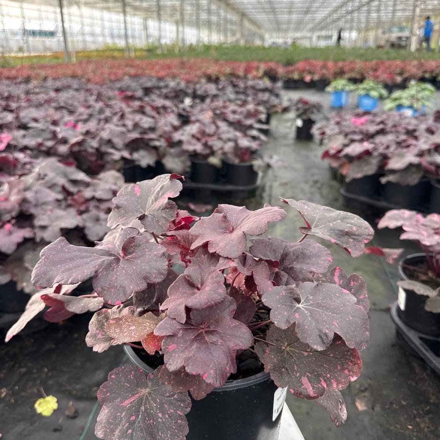 Heuchera Midnight Rose