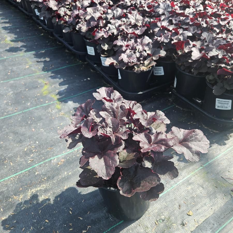 Heuchera Obsidian