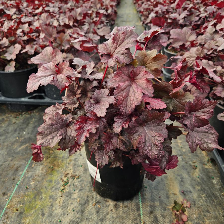 Heuchera 'Plum Pudding'