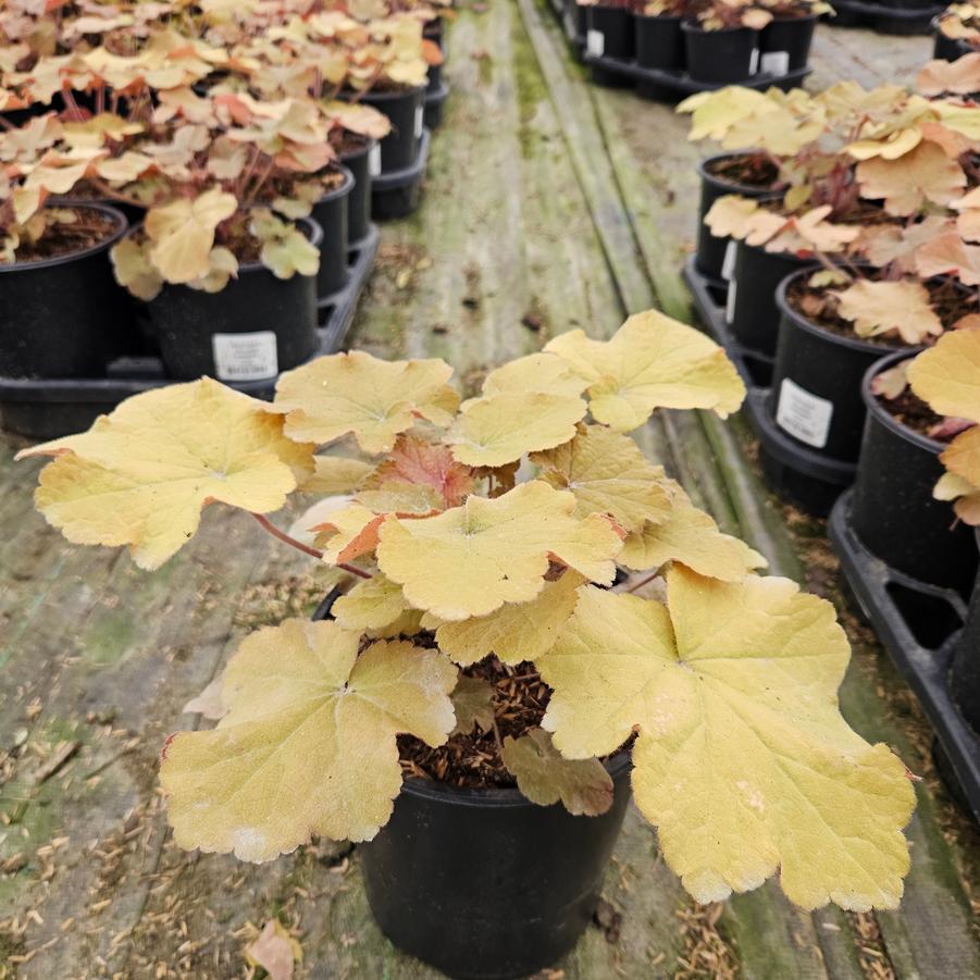 Heuchera villosa Caramel