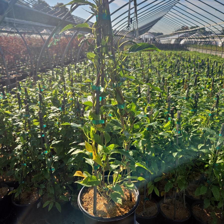 Actinidia arguta 'Issai'