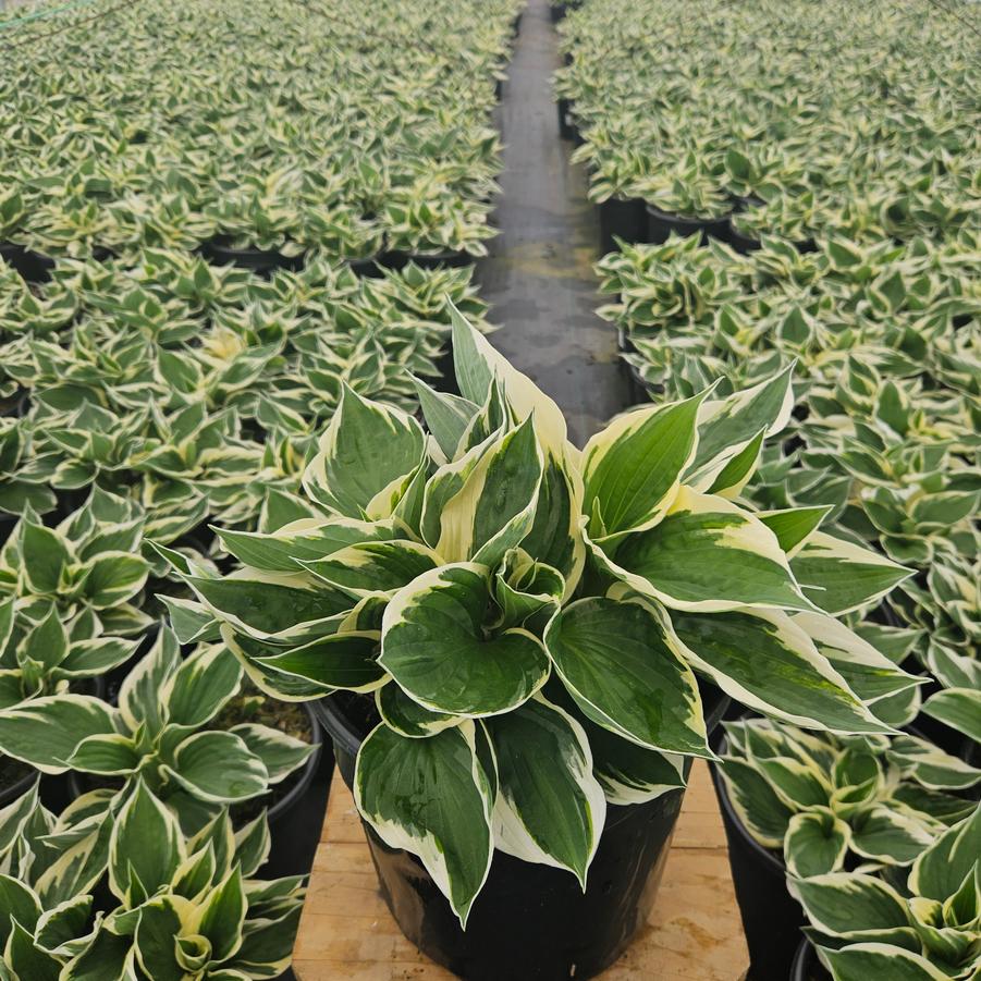 Hosta Patriot