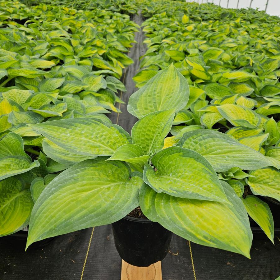Hosta Pauls Glory