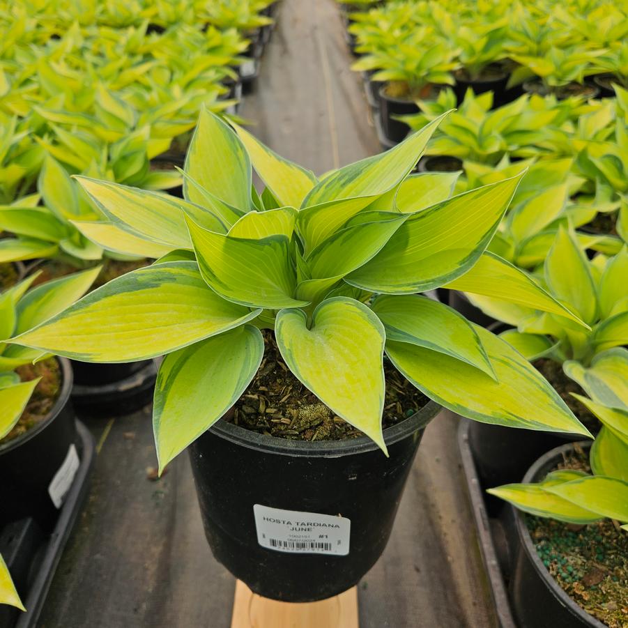 Hosta tardiana June