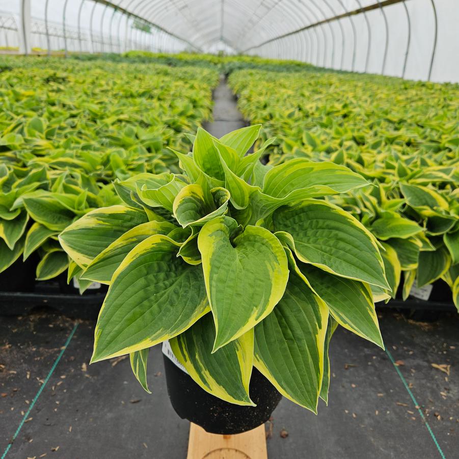 Hosta Wide Brim