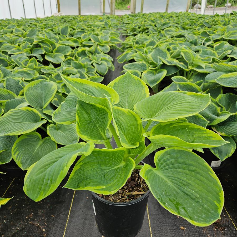 Hosta Frances Williams